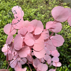 ช่อยูคาลิปตัสแอปเปิ้ลอบแห้ง - ผลิตจากโรงงานสำหรับทำพวงหรีดคริสต์มาส วันวาเลนไทน์ วันรับปริญญา ติดทนนาน 3-5 ปี - Product Image 2