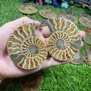 Cristales curativos naturales originales y únicos de sección fósil de amonita al por mayor hechos a mano a la venta - Product Image 2