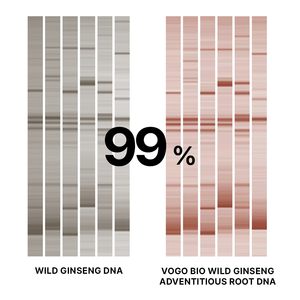 Meilleur Extrait de Ginseng Coréen de Qualité Supérieure en Stick pour Soin de Vitalité, Soutien Immunitaire et Consommation Quotidienne Premium - Product Image 4