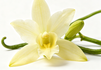 Fabriekslevering, populaire verkoop, voedingsmiddelenkwaliteit 99% natuurlijk vanillebonenpoeder vanilline