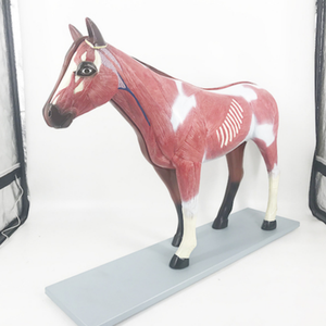 Modèle d'anatomie de cheval B030 - Product Image 2