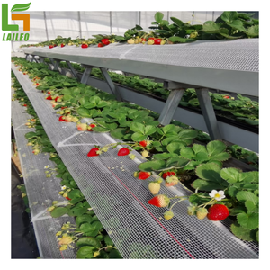 Sistemas de <span class=keywords><strong>Cultivo</strong></span> Hidropónico de Fresas, <span class=keywords><strong>Cultivo</strong></span> <span class=keywords><strong>Vertical</strong></span> en Venta - Product Image 3
