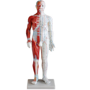 Modèle de points d'acupuncture en plastique coloré de 60 cm grandeur nature pour l'enseignement et l'apprentissage de la médecine chinoise - Product Image 6