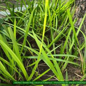 วัตถุดิบธรรมชาติรากวัชหวานแห้งเกรดอาหาร (Acorus Calamus) สำหรับชงชาและผลิตอาหาร - Product Image 2