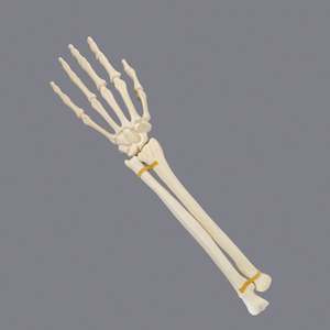 Modèle <span class=keywords><strong>de</strong></span> formation orthopédique gauche et <span class=keywords><strong>droite</strong></span> articulée pour <span class=keywords><strong>la</strong></span> <span class=keywords><strong>main</strong></span> et le poignet en mousse solide KyrenMed pour le forage en atelier - Product Image 2