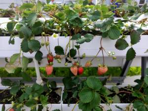 Gouttière de plantation de <span class=keywords><strong>fraises</strong></span> commerciales <span class=keywords><strong>culture</strong></span> de plantation verticale système de <span class=keywords><strong>culture</strong></span> hydroponique de <span class=keywords><strong>fraises</strong></span> NFT - Product Image 4