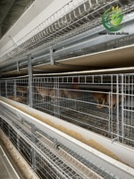 Nouvelle cage à poules pondeuses entièrement automatique de type H, galvanisée à chaud, anti-corrosion, pour 40 000 oiseaux, avec une durée de vie de 20 ans