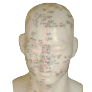 Ada แบบฝังเข็มหัวขนาดชีวิตและหัวแบบสี่ฟังก์ชั่นการฝังเข็มแบบจุดขนาด20ซม. สำหรับการเรียนการสอน - Product Image 5