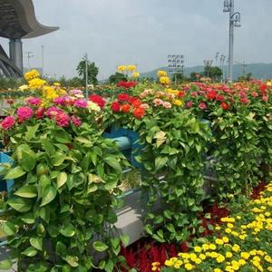 Jardinières suspendues colorées pour balcons - Product Image 5