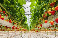 Nueva Lona Grande de Polietileno de Doble Capa con Protección UV para Invernadero, para Agricultura Hidropónica, Garantía de 15-20 Años, Estilo Gótico