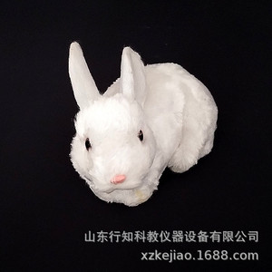 Spécimen de lapin, lapin blanc, spécimen d'oiseau, modèle de lapin, artisanat, aides pédagogiques pour le dessin artistique, instruments d'enseignement - Product Image 1