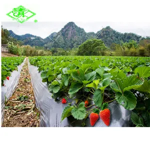 Agriculture Black/Silver Greenhouse Plastic Mulch Film for Strawberry