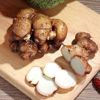 Keampferia Galanga (racine de zedoary séchée) Sable Gingembre Produit pour la cuisine et les condiments Épices et herbes simples