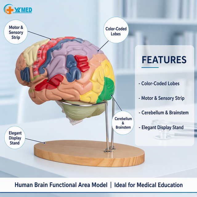 Life Size Color Human Brain Anatomical Model Display Stand for Medical Science Classroom Teaching CE\ISO