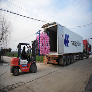 4.5Cm 5.0Cm 5.5Cm 6.0Cm Tỏi Tươi Và Hành Tây Ail 2023 Ajo Trung Quốc Tươi Tỏi Trắng Alho Nhà Sản Xuất - Product Image 3