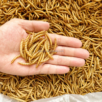 Vers de farine jaunes 100% naturels de marque OEM, nourriture pour oiseaux en gros, vers de pain séchés pour hamsters, poissons d'ornement, tortues, matière première pour la viande