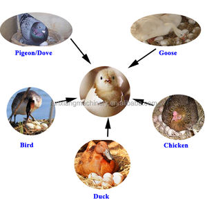 Nouvelle Machine d'éclosion d'incubateur d'oeufs de poulet à énergie solaire 5000 pour l'éclosion de poussins de dinde de canard et d'autruche - Product Image 2