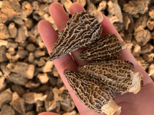 Funghi Morchella Esculenta Essiccati di Alta Qualità, Dimensione 3-5cm - Product Image 4