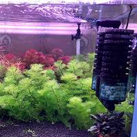 Qanvee Qianrui Épaveur d'oxygène électrique pour aquarium, sans pompe à air, avec filtre bio-sponge intégré, pour crevettes et poissons