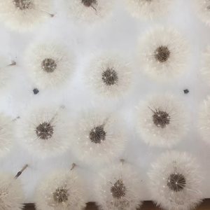 Fiori Eterni Conservati all'Ingrosso, Soffietti di Tarassaco per Composizioni Floreali e Decorazioni in Resina - Product Image 5
