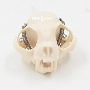 Cráneo de Gato, Esqueleto de Gato, Herramienta Anatómica de Tamaño Real, Equipo Educativo, Anatomía de Mandíbula y Dientes de Gato - Product Image 3