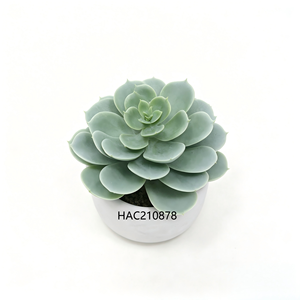 Mini <span class=keywords><strong>Planta</strong></span> <span class=keywords><strong>de</strong></span> <span class=keywords><strong>Echeveria</strong></span> Flocada Artificial en Maceta <span class=keywords><strong>de</strong></span> Cemento Blanco, <span class=keywords><strong>Planta</strong></span> <span class=keywords><strong>de</strong></span> <span class=keywords><strong>Echeveria</strong></span> Artificial para Escritorio <span class=keywords><strong>de</strong></span> Oficina - Product Image 2