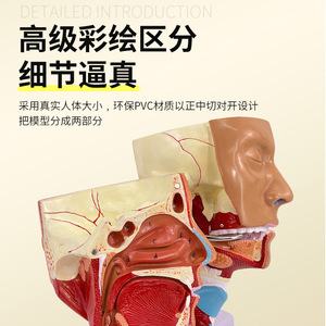 Modèle anatomique médical du trachée-nasopharynx et des muscles pharyngés ; troubles de la motricité des muscles crico-pharyngéens - Product Image 4