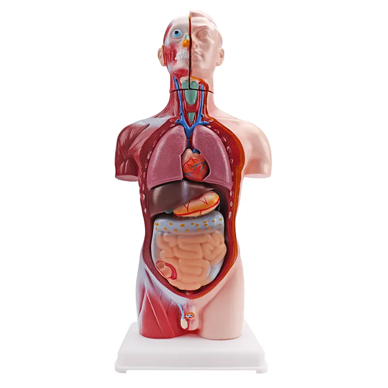Kit di scienze educative modello di anatomia del corpo umano di 42CM MINI modello di torso umano