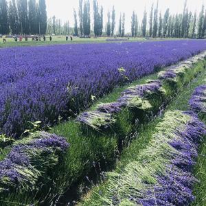 Olio Essenziale di Lavanda all'Ingrosso 25kg 100% Puro Naturale per Bucato Diluibile Solo in Detersivo Profumo a Lunga Durata - Product Image 2