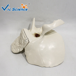 Modelo anatómico ampliado del hueso temporal; enseñanza y formación médica; modelo de tejido de cráneo y oído. - Product Image 4