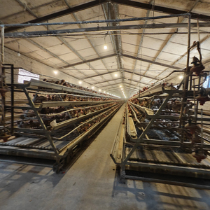 3-laags legbatterijkooien voor pluimveebedrijven, gegalvaniseerd, type A, voor 10.000 kippen - Product Image 6