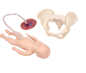 แบบจำลองการสาธิตการคลอดบุตรสำหรับเด็กด้านวิทยาศาสตร์การแพทย์ พร้อมแบบจำลองรก - Product Image 1