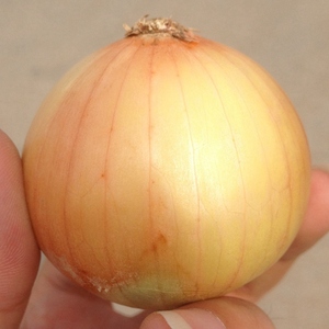 Tươi bóc vỏ hành tây hạt giống cho bán buôn rau xanh nông nghiệp thực phẩm Đỏ hành tây - Product Image 6