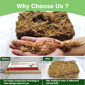 7.1OZ Premium sphaigne mousse naturel luxe rempotage moyen pour plantes carnivores succulentes reptiles-sacs de mousse séchée séchée - Product Image 4