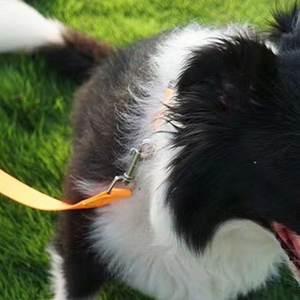 Correa reflectante para perros grandes, medianos y pequeños, correas de nailon fuertes y duraderas, correa de 6 pies resistente - Product Image 5