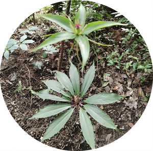 Paris Polyphylla Özü Paris Polyphylla Tozu Chonglou Özü - Product Image 2