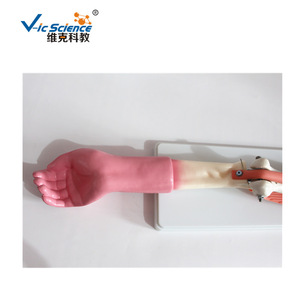 Modelo didáctico de biología para escuelas secundarias que demuestra la coordinación muscular de los bíceps y tríceps brachii y la articulación del codo. - Product Image 2