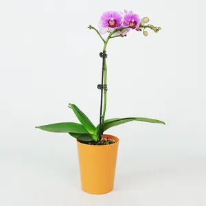 Criativo e minimalista resina suculenta orquídea pote espessado e durável plástico borboleta orquídea vaso planta