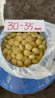 Champignons de haute qualité en gros, frais et conservés dans de la saumure, en fûts plastiques pour l'approvisionnement de l'industrie alimentaire
