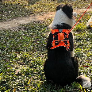 Arnés Luminoso para Mascotas, Color Naranja, Talla Mediana, Luz de Seguridad Nocturna para Perros - Product Image 1