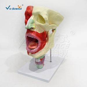 Modèle Nasal, Oral, Pharyngé et Laryngé en 10 Parties, Agrandi 2X, en PVC, pour Ressources Pédagogiques Médicales, CE ISO ROHS CNAS - Product Image 2