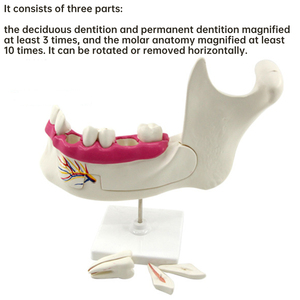 Modèle d'anatomie molaire et de prothèse dentaire <span class=keywords><strong>adulte</strong></span> SCIEDU pour les instruments d'enseignement de la biologie du lycée junior et senior modèles médicaux de dents - Product Image 3