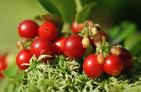Poudre de fruits de canneberges européennes naturelle, fournie directement par l'usine