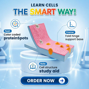 Modelo Plegable de Membrana Celular con Mosaico Fluido, Codificado por Colores, Doble Capa de Fosfolípidos y Componentes Proteicos, Modelo Educativo para Biología Celular - Product Image 5