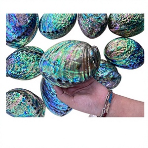Bulk 99 Gold Data Luna Polished/Raw Decorative <b>Abalone</b> <b>Shells</b> for Artistic Creations Sea <b>Shell</b> Themed Product Design Vietnam - Product Image 1
