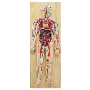 Modelo <span class=keywords><strong>de</strong></span> sistema <span class=keywords><strong>de</strong></span> circulación sanguínea humana órganos internos órganos del corazón modelo <span class=keywords><strong>de</strong></span> anatomía vascular Hospital escuela material didáctico - Product Image 2
