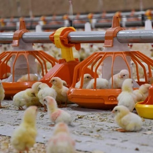 Nouvel <span class=keywords><strong>abreuvoir</strong></span> automatique en acier inoxydable anti-fuite pour volailles (poulets de chair et poules pondeuses) – Équipement agricole - Product Image 2
