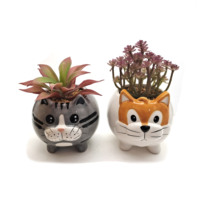 Pot de plantes succulentes en céramique de conception animale de dessin animé beaux Pots de fleurs charnus pour intérieur/extérieur maison jardin mignon Style artificiel