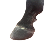 Bandage orthopédique durable en fibre de verre pour soins équins, instrument vétérinaire pour le traitement et la protection des problèmes de sabots de cheval