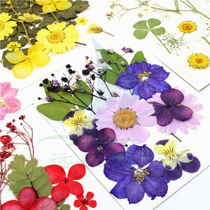 Matériaux de fleurs séchées sur mesure, combinaisons de fleurs pressées, fleurs pressées, fleurs naturelles, feuilles, peintures de spécimens, séchées - Product Image 1